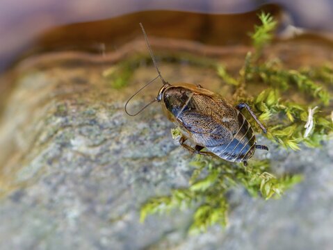 Dark woodcockroach, common woodcockroach, ectobius sylvestris, common woodcockroach, female, forest cockroach, insects, lesser cockroach, cockroach, female