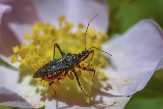 Ringed murder bug, heteroptera, murder bug, Reduviidae, Rhinocoris annulatus, insects, predatory bugs, bedbugs