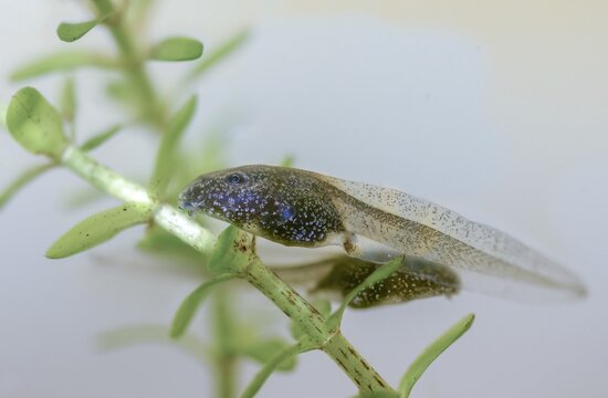Common frog, rana temporaria, amphibians, amphibians, frog, frog, frogs, tadpole, larva, amphibians, four weeks old