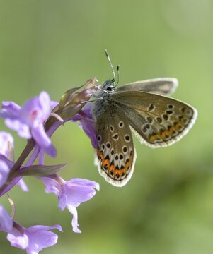 Broom blue, idas blue, idas blue, lycaeides idas, northern blue, plebeius idas, butterfly, insects, butterfly, butterflies, butterflies