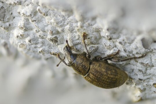 Barynotus obscurus, gloomy plump, beetle, coleoptera, insects, beetles