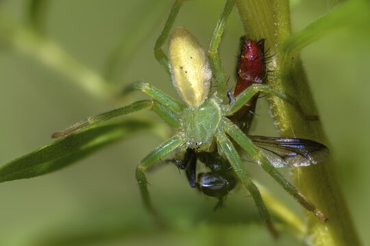 Arachnida, green scurry spider, micrommata virescens, arachnids, prey, green Huntsman spider, spider, spiders