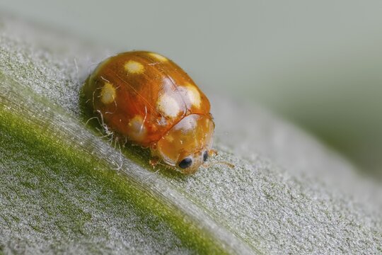 Calvia decemguttata, cream spot ladybird, light ladybird, ten-spot ladybird, ten-spot ladybird, ten-spotted ladybird, beetle, coleoptera, insects, beetles