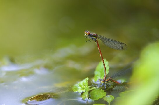 Early Adonis dragonfly, large red damselfly, Pyrrhosoma nymphula, damselflies, dragonflies, insects, copula, dragonflies, odonata, mating, zygoptera