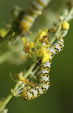 Cucullia lychnitis, grey-pollinated woolly monk, Shargacucullia lychnitis, later mullein monk, striped lychnis, high size, portrait, inchworm, insects, moths, moths, moths, caterpillar, butterflies