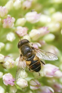 Eoseristalis interrupta, Eristalis interrupta, Eristalis interruptus, groin-wedge-spotted hoverfly, wedge-spotted hoverfly, medium drone fly, medium wedge-spotted hoverfly, syrphidae, diptera, high size, portrait format, insects, hoverfly, two-winged