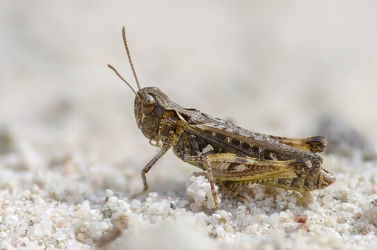 Acrididae, caelifera, common club grasshopper, spotted club scare, gomphocerinae, club scare, short-feeler, mottled grasshopper, myrmeleotettix maculatus, grasshoppers, grasshoppers, insects, males, males
