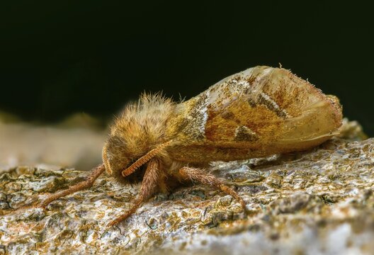 Ampfer root borer, hepialus sylvina, mallow root spinner, orange swift, triodia sylvina, root borer, flew off, old, insects, moths, moths, moths, butterflies