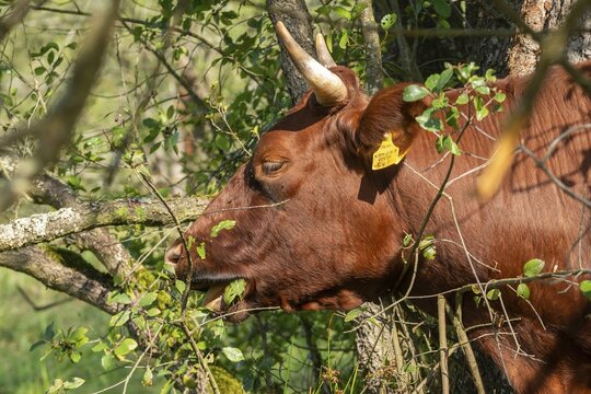 Artiodactyla, Bavaria, Bos Taurus sspec.5, cattle, even-toed ungulate, high-altitude cattle, Upper Palatinate, cloven-hoofed cattle, Tirschenreuth, Waldnaab, Waldnaabaue, wild willows Waldnaabaue, domesticated animals, extensive grazing, feeding marks, woody bites, pet, mammals, cattle, mammals, mammals, mammals, mammals, mammals, mammals, mammals, mammals, mammals, mammals, mammals, mammals, mammals, mammals, mammals, mammals, mammals, mammals, mammals, mammals, mammals, mammals, mammals, mammals, mammals, mammals, mammals, mammals, mammals, mammals, mammals, mammals, mammals, mammals, mammals, mammals, mammals, Verbiss
