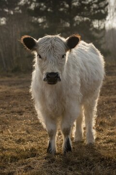 Artiodactyla, Bos Taurus sspec.4, cattle, even-toed ungulate, galloway cattle, galloway cattle, cloven-hoofed, domesticated animals, extensive grazing, pet, heather care, high size, portrait format, mammals, cattle, mammals