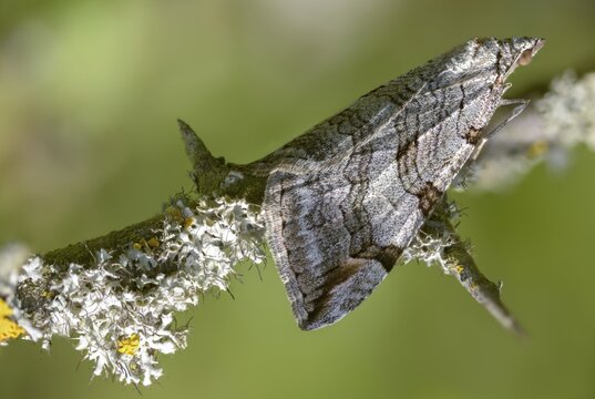 Aplocera plagiata, defoliating moth, large St. John's wort tensioner, St. John's wort inchworm, camouflage, insects, moths, moths, moths, butterflies, camouflage, treble bar