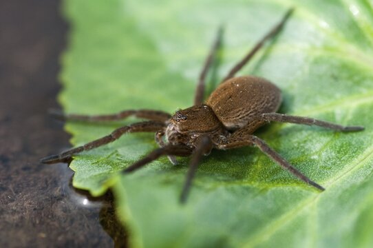 Araneomorphae, Dolomedes Plantarius, ridged water spider, moor hunting spider, predatory spiders, web spiders, fen raft spider, great raft spider, hunting spiders, spiders