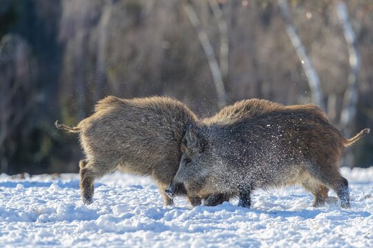 Two young wild boars (Sus scrofa) wrestle with each other in the backlight of the sun in a clearing. Their raised dorsal crests glow in the light. Bavaria, Germany