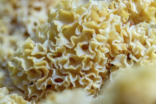 Bear skull, faisterling, fat hen, jewbeard, curly hen, curly goatbeard, giant morel, sparassis crispa, goatbeard, cauliflower fungus, fungi, fungus, mushrooms