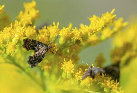 Anthophila fabriciana, brown spreader butterfly, nettle wiper butterfly, common nettle tap, round-fronted moth, spreader wing nettle moth, butterfly, insects, butterflies, butterflies, butterflies, butterflies, butterflies