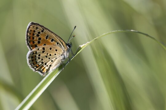 Brown moth, Lycaena tityrus, sulfur bird, sooty purple-edged copper, birds, butterfly, insects, butterfly, butterflies, butterflies