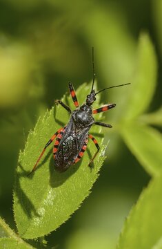 Ringed murder bug, heteroptera, murder bug, reduviidae, rhinocoris annulatus, high size, portrait format, insects, predatory bugs, bedbugs
