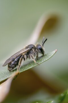 Andrena Minutula group, hymenoptera, sand bee, sand bee spec., earth bee, female, high size, portrait format, insects, female