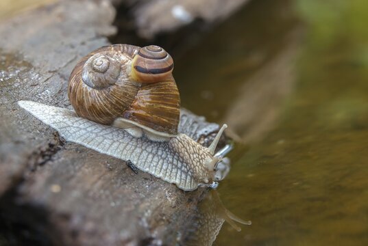Burgundy snail, banded snails, cepaea, cepaea nemoralis, grove snail, hornworm snail, helicidae, helix pomatia, roman snail, snails, black-mouthed snail, vineyard snail, gastropod, mollusca, snails, snails, molluscs