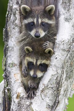 Raccoon (Procyon lotor), Minnesota, USA. Two young raccoons peer cautiously out from a tree trunk