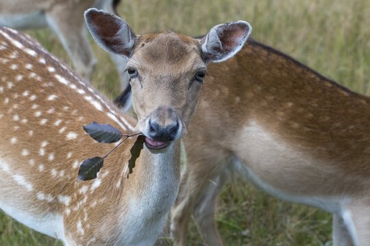 Dama dama, fallow deer, game bite, fallow deer, mammals, mammals, bite