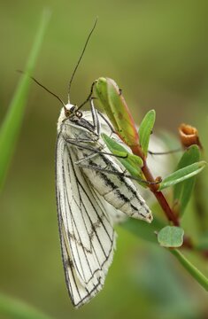 Geometridae, hard mouse moth, black vein tensioner, siona lineata, white hartheus, white line tensioner, black-veined moth, butterfly, high size, portrait format, insects, moths, moths, butterfly