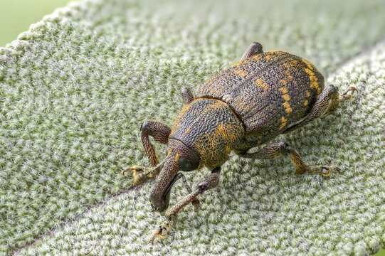 Curculionidae, spruce weevils, large brown weevils, Hylobius abietis, large pine weevil, weevils, beetles, coleoptera, insects, beetles, pine weevil
