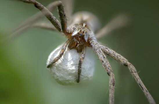 Araneomorphae, bridal gift spider, real web spiders, list spider, nursery web spider, pisaura mirabilis, egg cocoon, female, hunting spiders, spiders, female