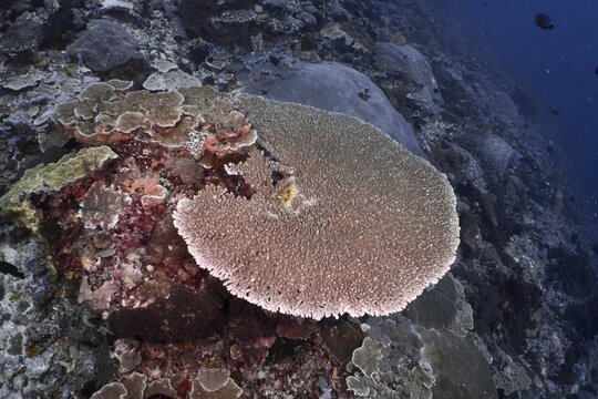 Hyacinth Table Coral (Acropora hyacinthus) in a diverse underwater ecosystem, Auchplatz SD, Nusa Ceningan, Nusa Penida, Bali, Indonesia
