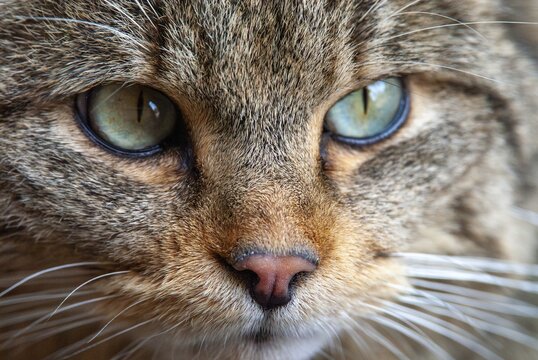 Carnivora, felis silvestris, predators, wildcat, mammals, raptors, mammals