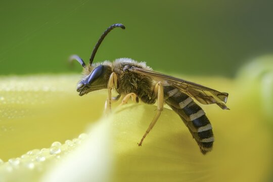 Apidae, bees, furrow bee, yellow-haired furrow bee, halictus scabiosae, hymenoptera, great banded furrow bee, honey bee-sized halictus, insects, male, male