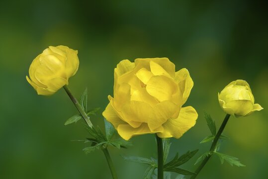 Budabin seed, buttercup, butter ball, butterrose, globe flower, goldhead, buttercup, ball ranunculus, ranunculaceae, trollflower, trollius europaeus, flora, plants, plants