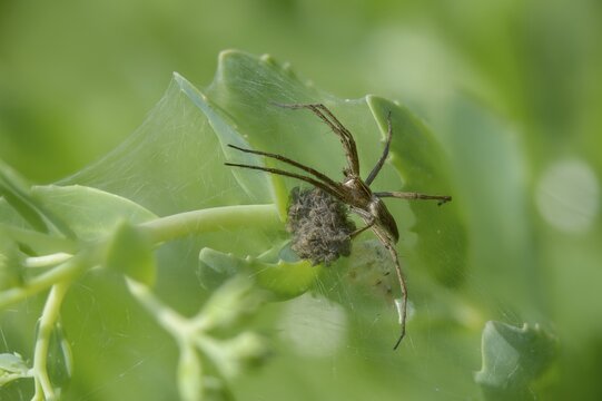 Araneomorphae, bridal gift spider, real web spiders, list spider, nursery web spider, pisaura mirabilis, hunting spiders, spiders, spiders