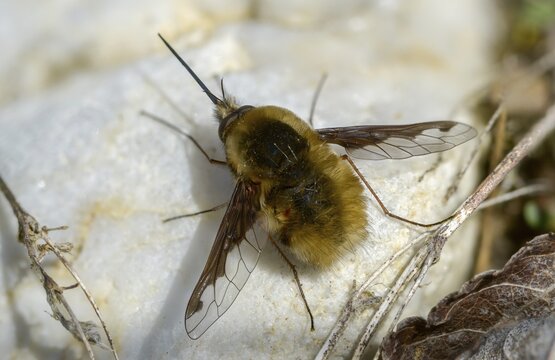 Bombyliidae, Bombylius major, brachycera, flies, large woolswear, woolswear, arge bee-fly, diptera, insects, males, males, the dark-edged bee-fly, the greater bee fly, two-winged
