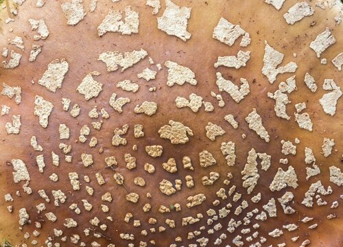 Amanita rubescens, meat mushroom, yellow-ringed pearl mushroom, golmoth, gargle stomach, pug, girl mushroom, pearl sponge, pearl bulge, pustular bulge, reddening bulbous leaf mushroom, reddening bulbous, peeling mushroom, fungi, fungus, mushrooms