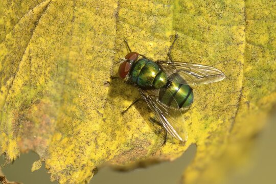 Calliphoridae, Calliphoridae spec., blowfly spec., blowflies, blow-flies, bluebottles, carrion flies, cluster flies, diptera, greenbottles, insects, two-winged birds