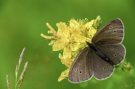 Aphantopus hyperantus, brown forest bird, ringlet, chimney sweep, forest bird, butterfly, insects, butterfly, butterflies