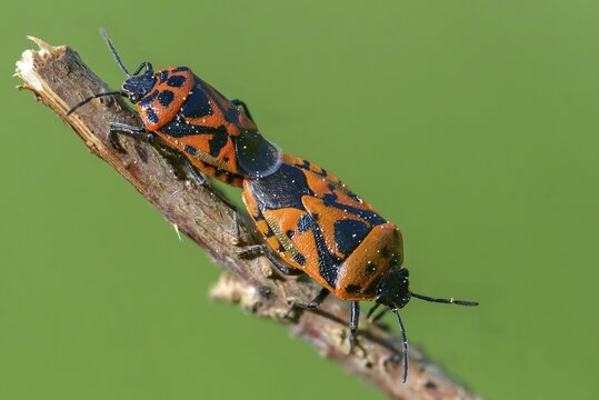 Eurydema ornata, Eurydema ornatum, vegetable bug, heteroptera, ornate shieldbug, pentatomidae, red cabbage bug, ornamental bug, black-backed vegetable bug, tree bugs, insects, copula, mating, bedbugs