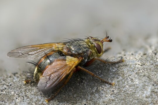 Hedgehog fly, hedgehog fly, caterpillar fly, tachina fera, diptera, insects, two-winged birds