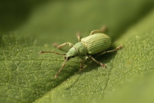 Leaf weevil, bluish nettle weevil, phyllobius virideaeris, yarrow leaf weevil, beetle, coleoptera, insects, beetles