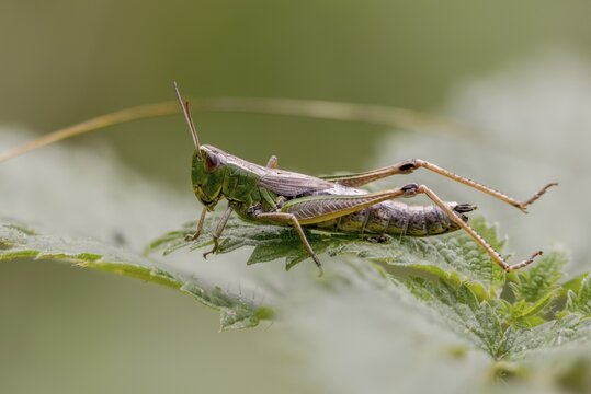 Acrididae, Caelifera, Chorthippus parallelus, field locusts, common grasshoppers, gomphocerinae, grasshoppers, short-feeler scare, pseudochorthippus parallelus, grasshoppers, grasshoppers, insects, meadow grasshoppers