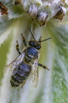 Apidae, apis mellifera, bees, European honey bee, European honeybee, hymenoptera, western honey bee, western honey bee, high size, portrait format, honey bee, honeybee, insects, queen
