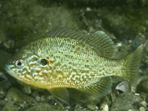 A brightly coloured cichlid, the pumpkinseed sunfish (Lepomis gibbosus), in the water amongst rocks, at the Baumg&auml;rtli diving site, Lake Zug, Lake Immen, Canton of Schwyz, Switzerland