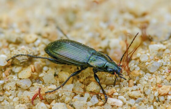 Carabidae, common grave runner, copper-colored grave runner, copper-colored list beetle, coppery shoulder-runner, Poecilus cupreus, pterostichus cupreus, beetle, coleoptera, insects, beetles, ground beetles