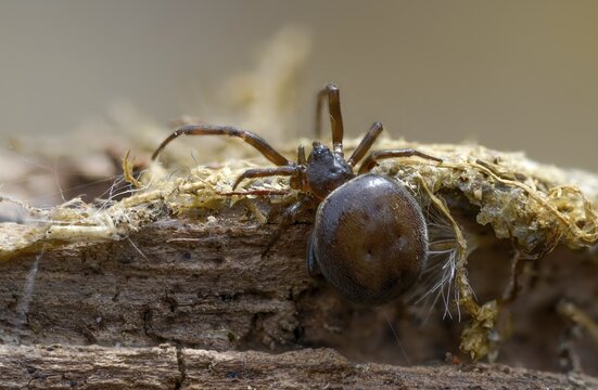Arachnida, fat spider, common fat spider, rabbit hutch spider, arachnids, steatoda bipunctata, two-spotted spider, spider, spiders