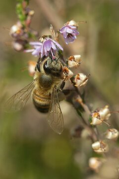 Apidae, Apis mellifera, broom heather, bees, Calluna vulgaris, Ericaceae, European honey bee, hymenoptera, heather plants, hymenoptera, western honey bee, common heather, flora, heather, high size, portrait format, honey bee, insects, ling, plants, simply heather, wild bees