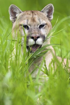Cougar (Felis concolor), Minnesota, USA. A Cougar peeks out curiously from the tall grass