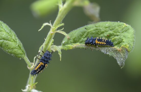 Asian ladybeetle, Asian ladybug, coccinellidae, coccinellinae, harlequin ladybug, harmonia axyridis, ladybug, beetle, coleoptera, harlequin, insects, beetle, larva, multicolored Asian