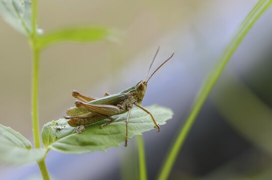 Acrididae, Caelifera, Chorthippus albomarginatus, field locusts, gomphocerinae, short-feeler, white-edged grasshopper, grasshopper, grasshopper, grasshoppers, insects, lesser marsh grasshopper, male