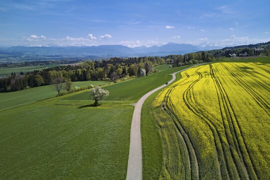 Blooming rapeseed field with the Alps and the Rigi in the background, Geltwil, Freiamt, Canton of Aargau, Switzerland